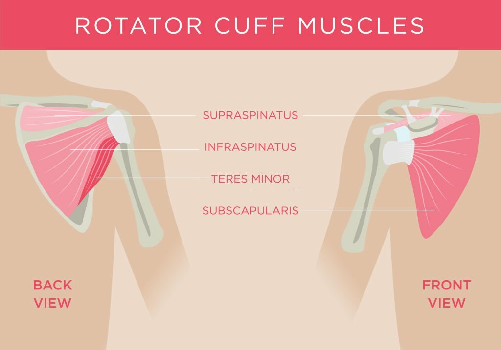 rotator cuff muscles to show how rotator cuff injuries work